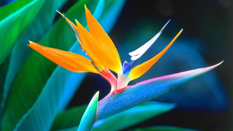 vibrant bird of paradise flower