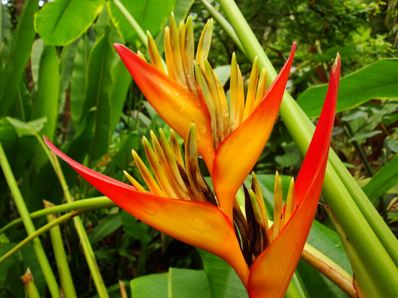 vibrant bird of paradise flower