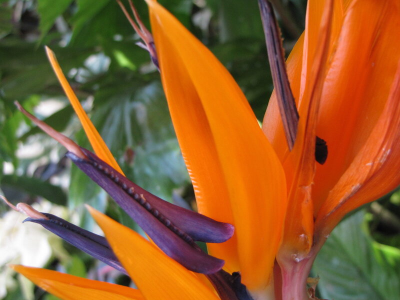vibrant bird of paradise flower