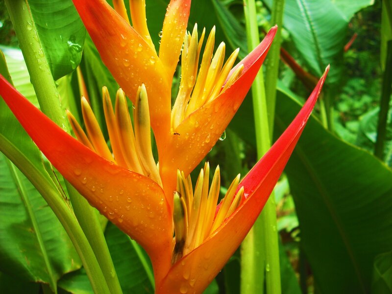 Vibrant bird of paradise flower