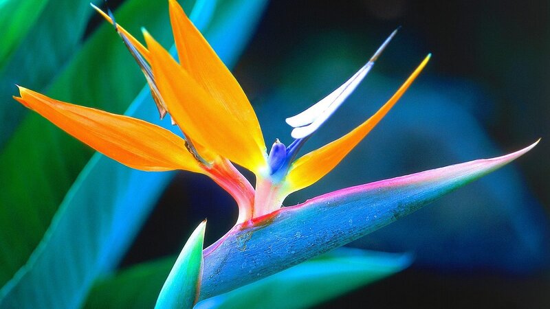 vibrant bird of paradise flower