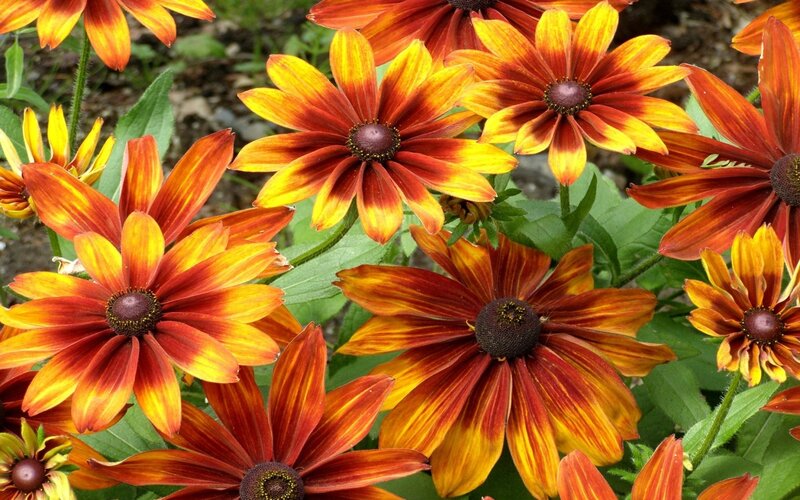 vibrant black-eyed susan flowers