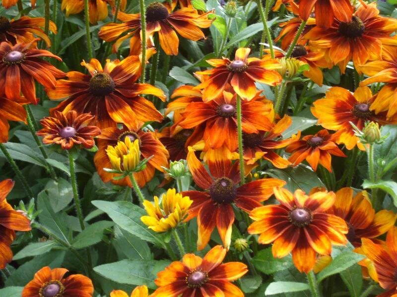 vibrant black-eyed susan flowers