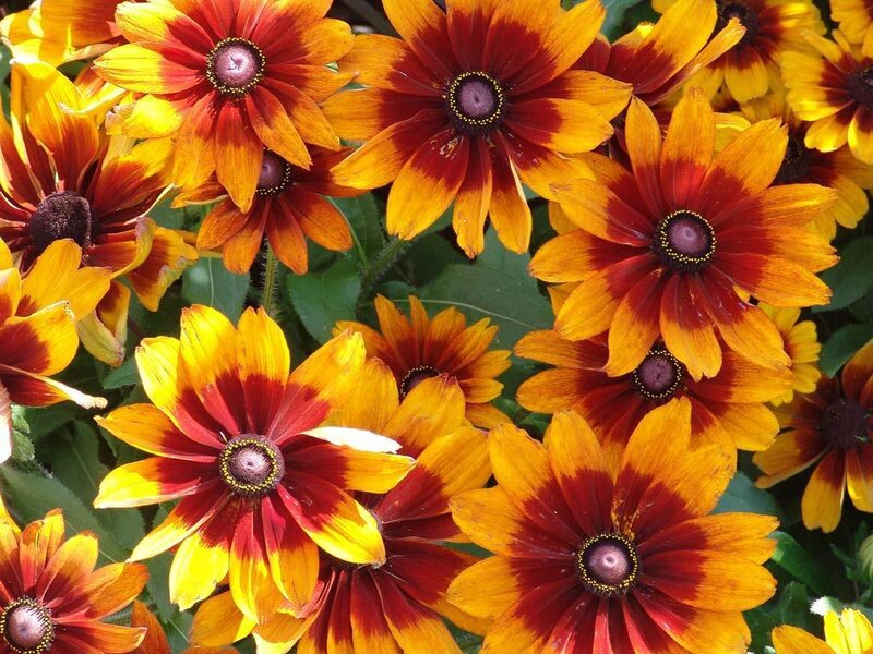 vibrant black-eyed susan flowers