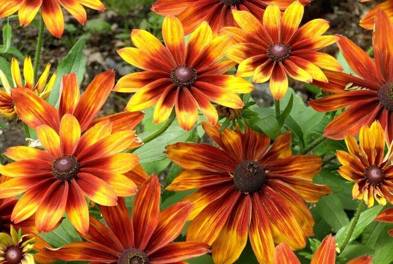 vibrant black-eyed susan flowers