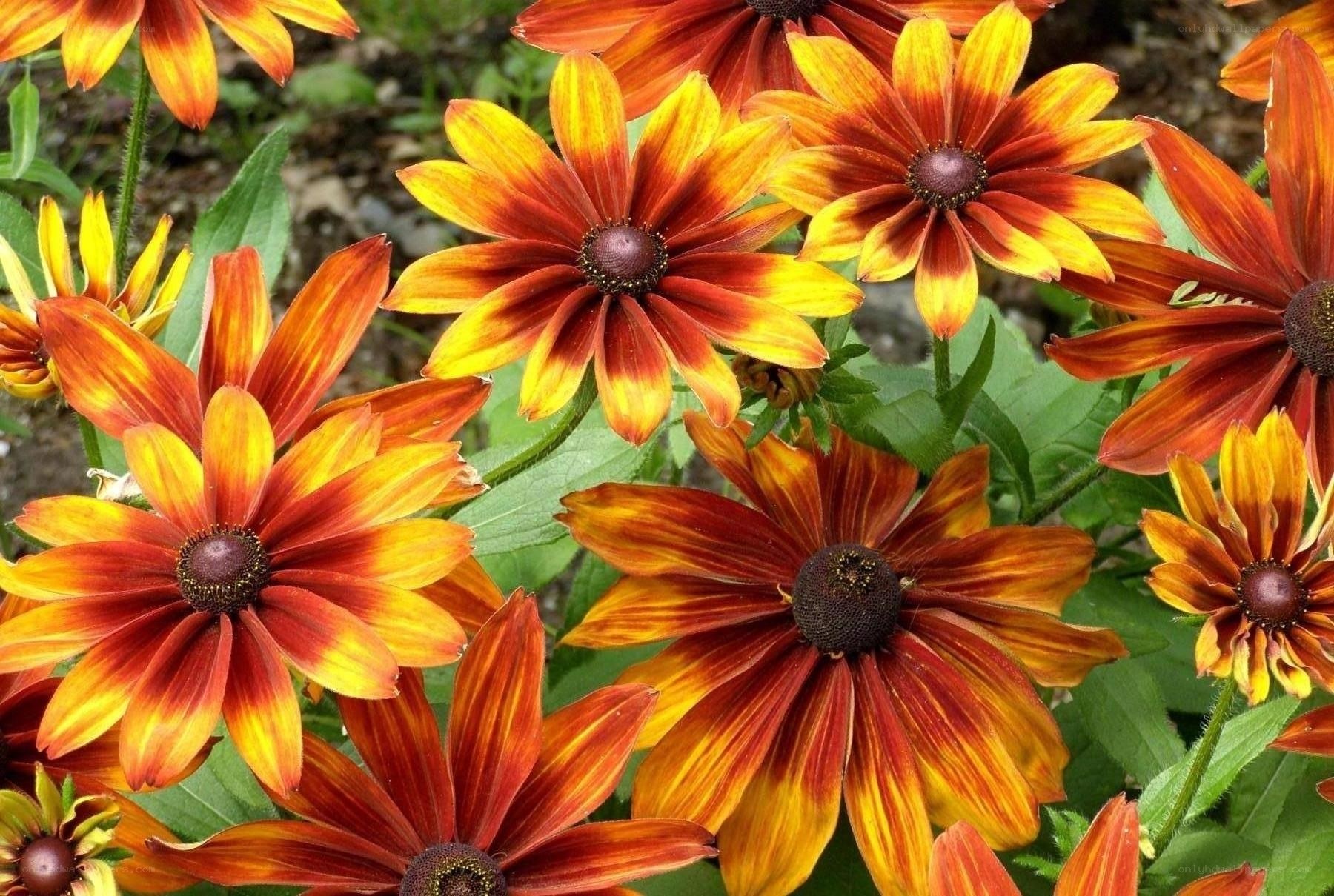 vibrant black-eyed susan flowers