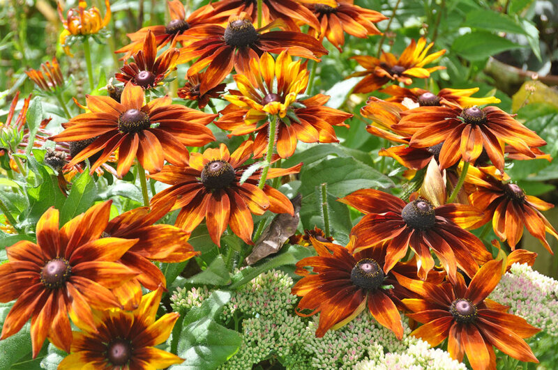 vibrant black-eyed susans in bloom