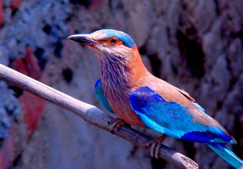 vibrant blue bird perched