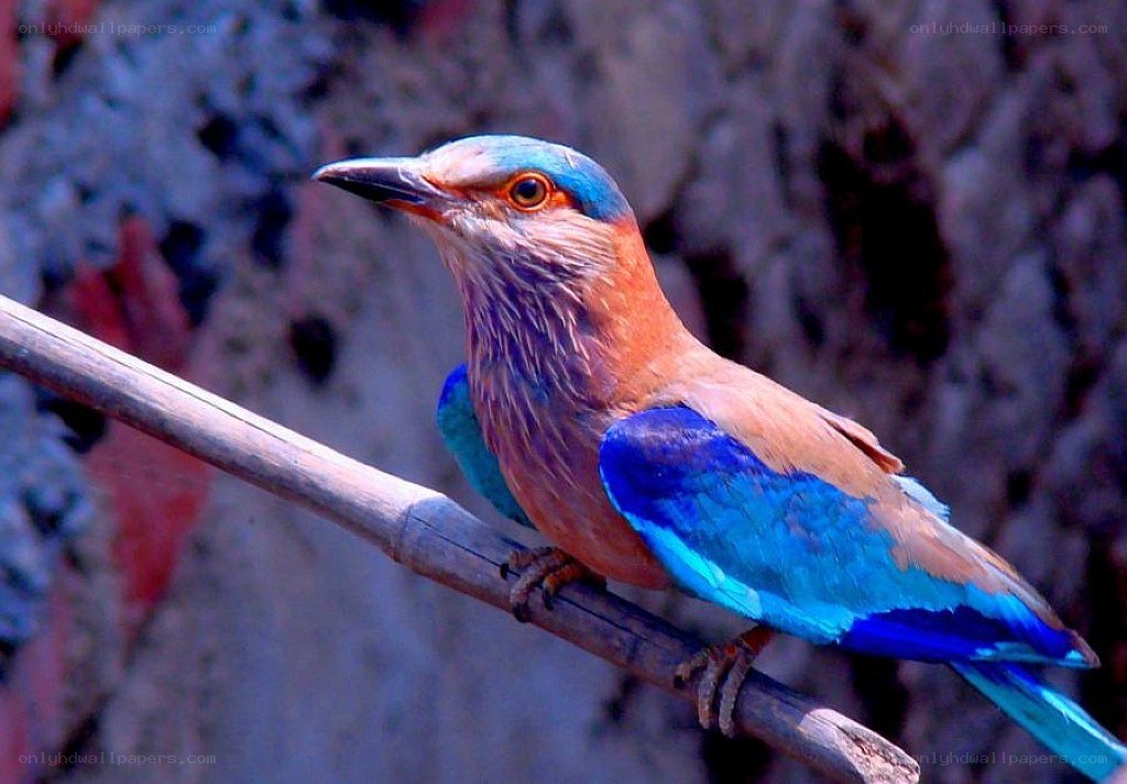 vibrant blue bird perched