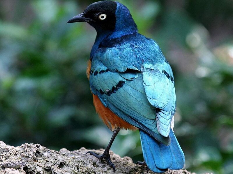 vibrant blue bird perched