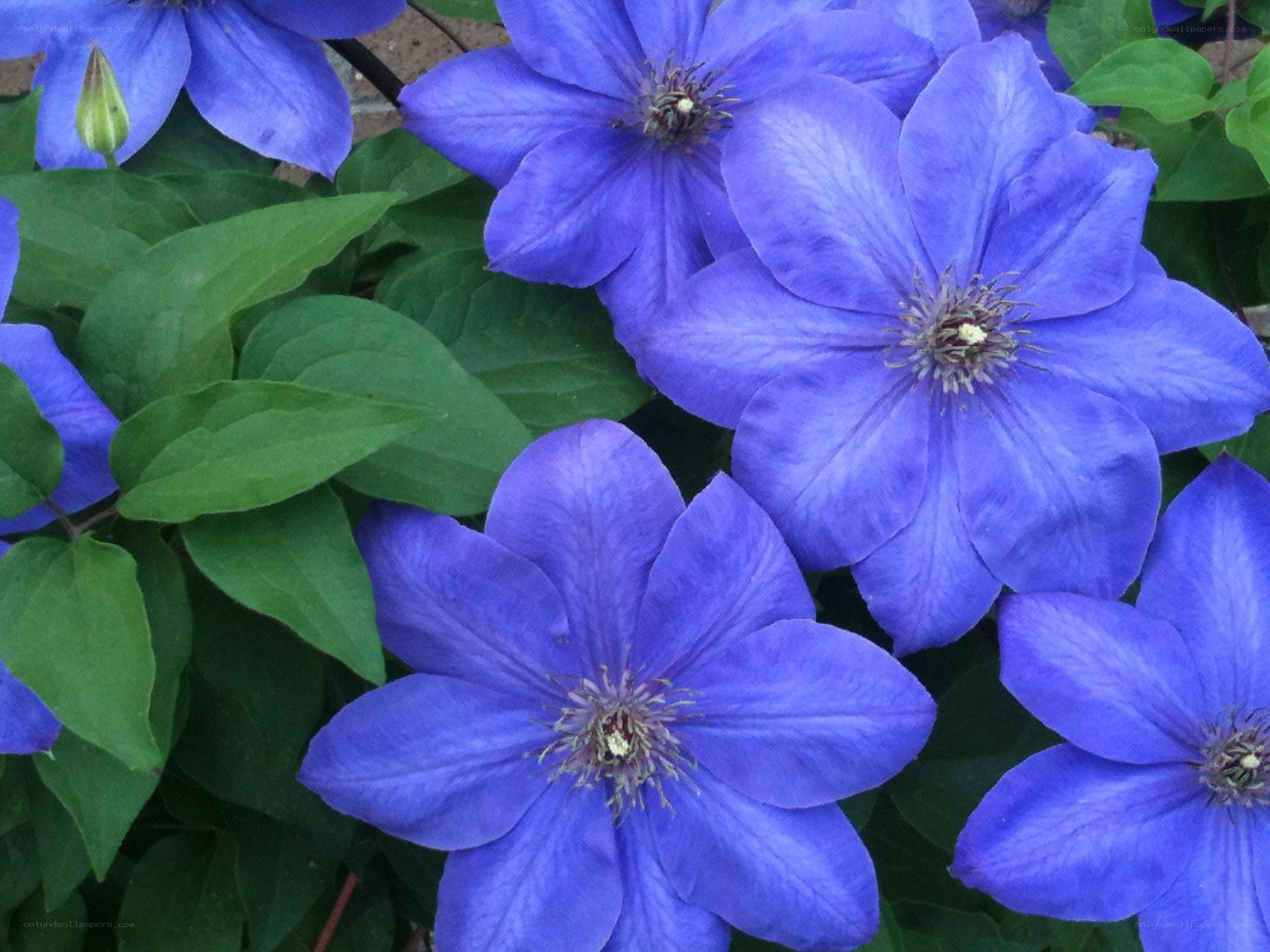 vibrant blue clematis flowers