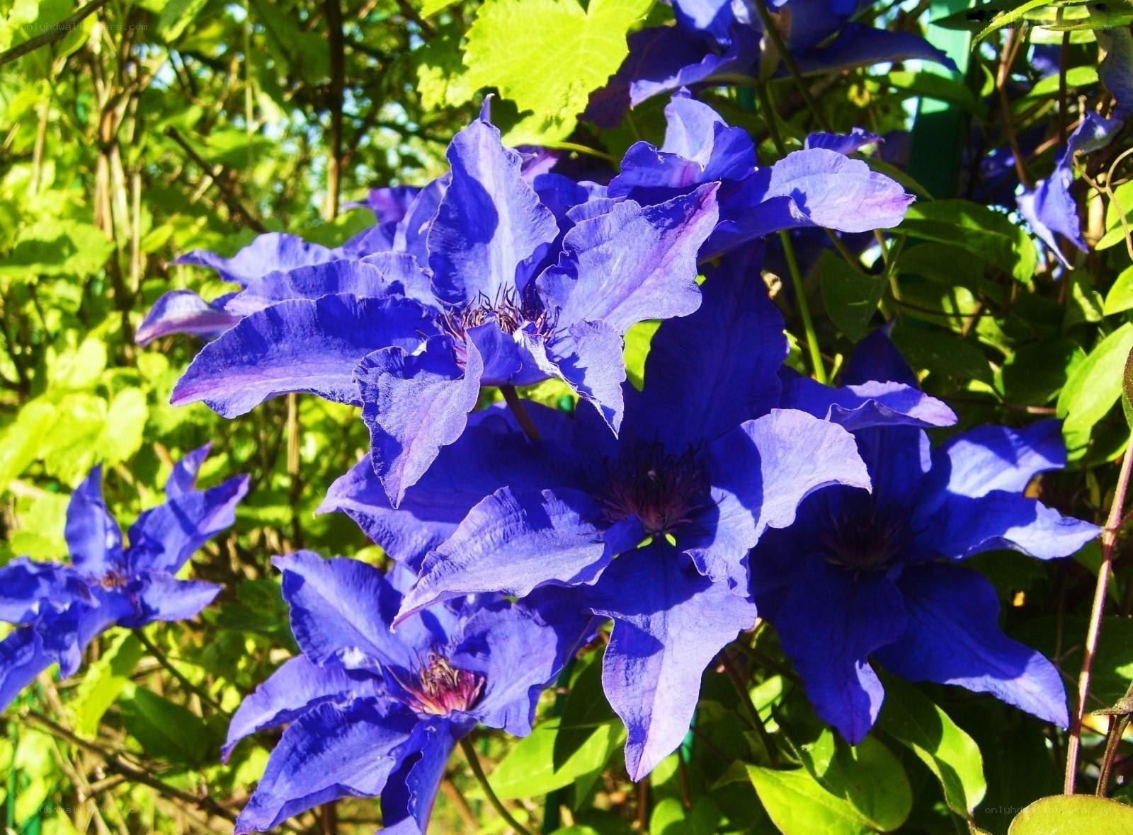 vibrant blue clematis flowers