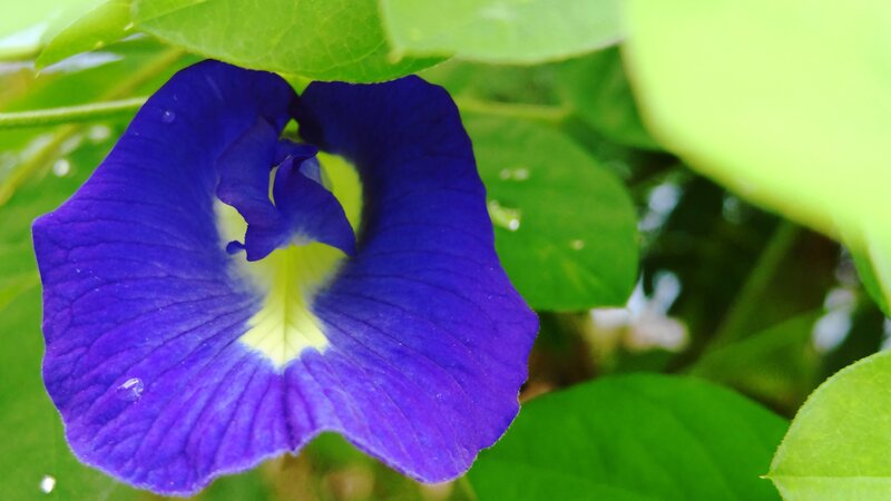 vibrant blue flower with green leaves