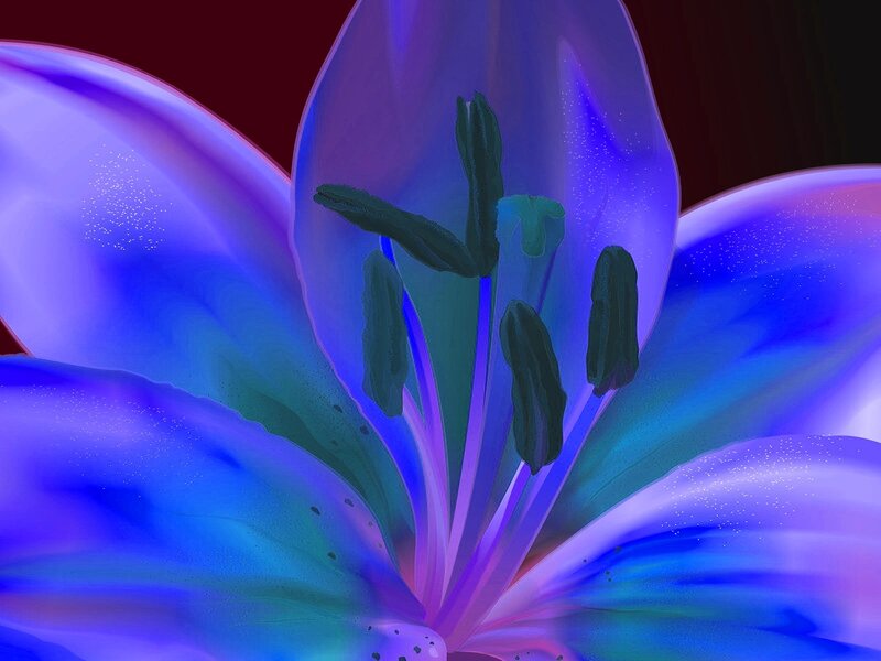vibrant blue lily flower