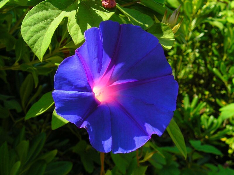 vibrant blue morning glory flower