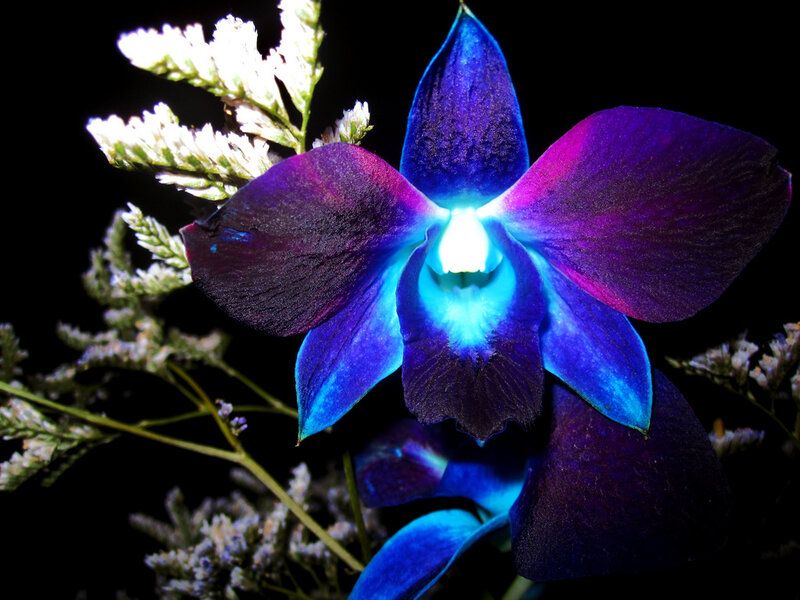 vibrant blue orchid flower