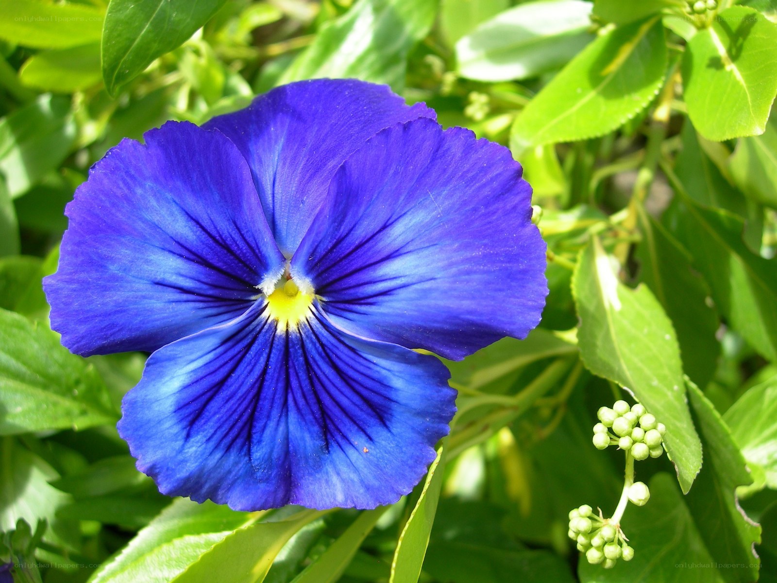 vibrant blue pansy flower