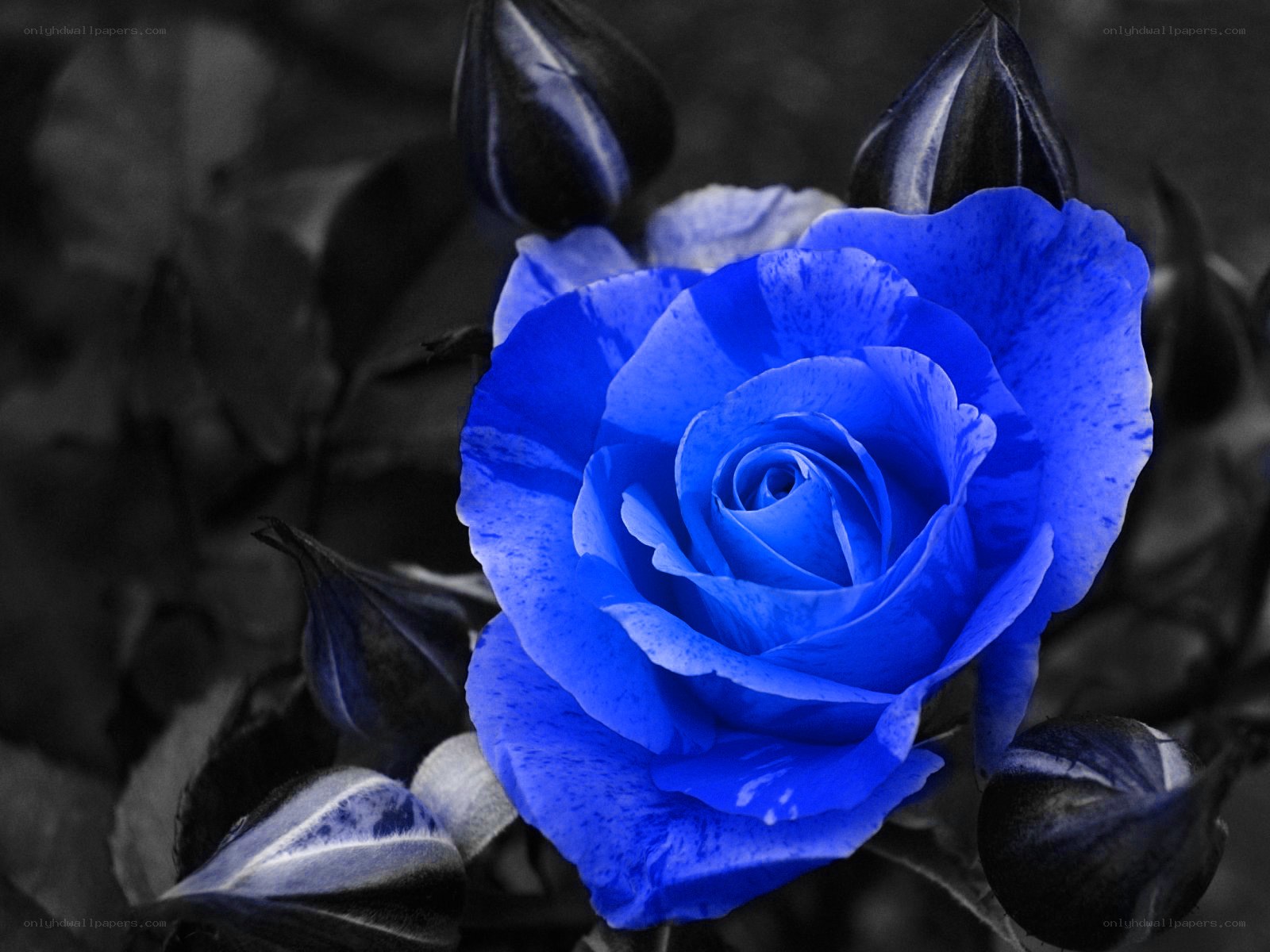 vibrant blue rose flower