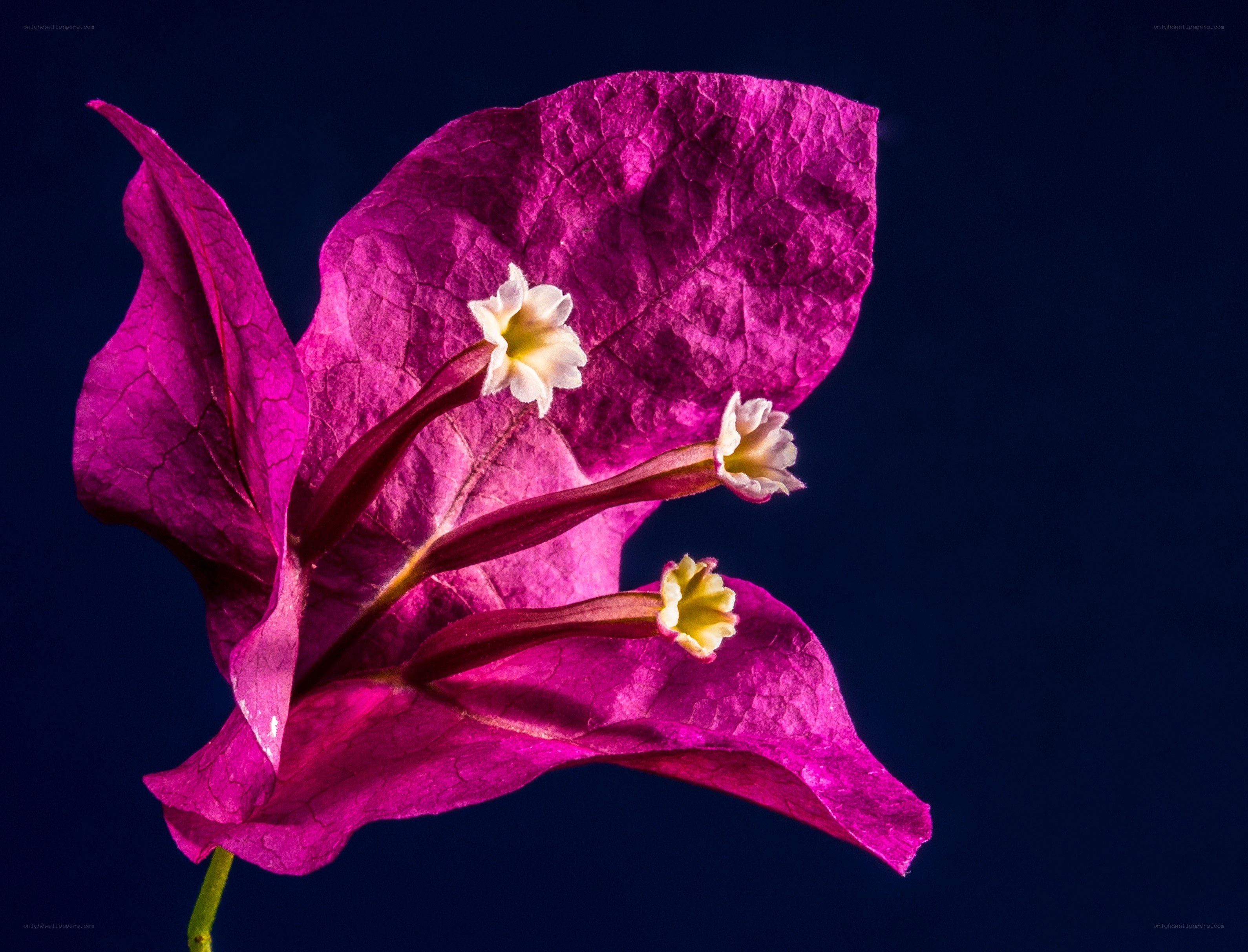vibrant bougainvillea flower