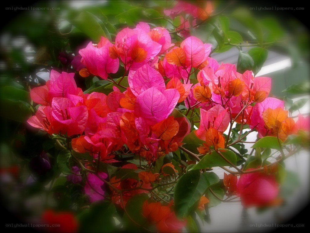 Vibrant bougainvillea flowers