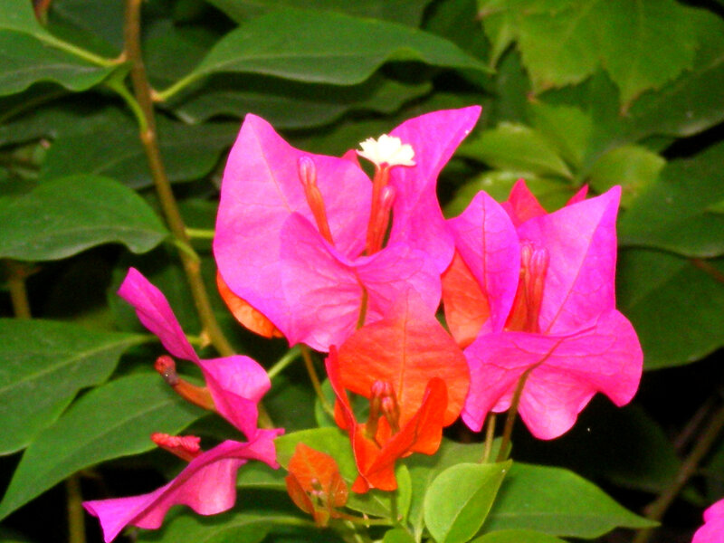 vibrant bougainvillea flowers
