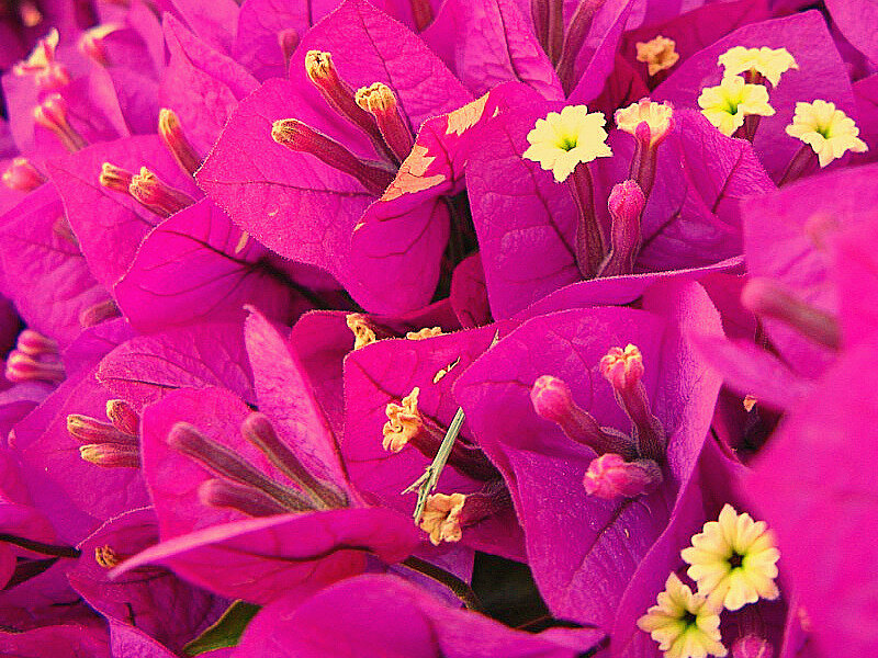 vibrant bougainvillea flowers