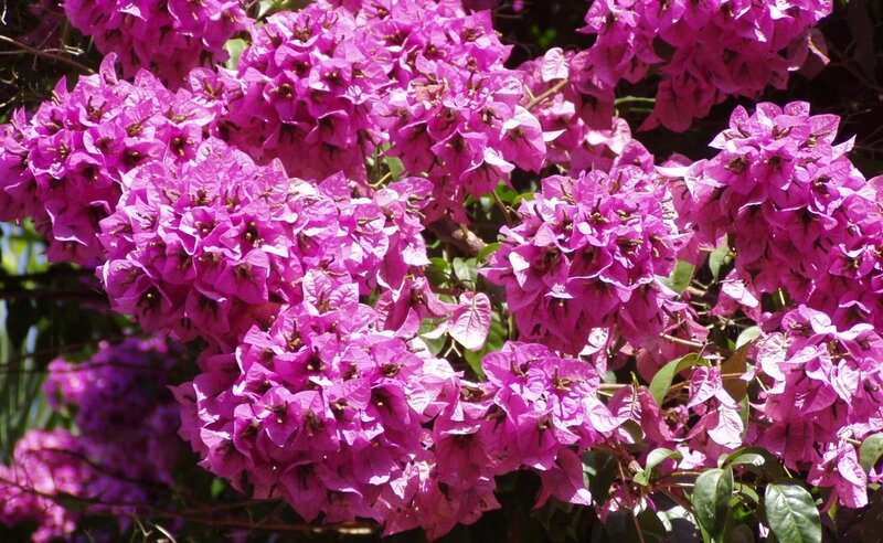 Vibrant bougainvillea flowers