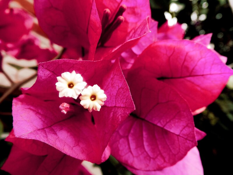 Vibrant bougainvillea flowers