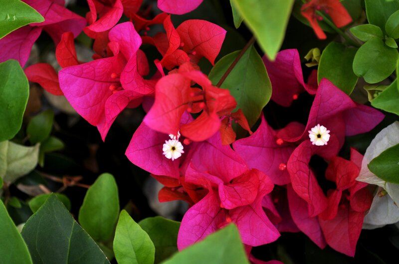 vibrant bougainvillea flowers