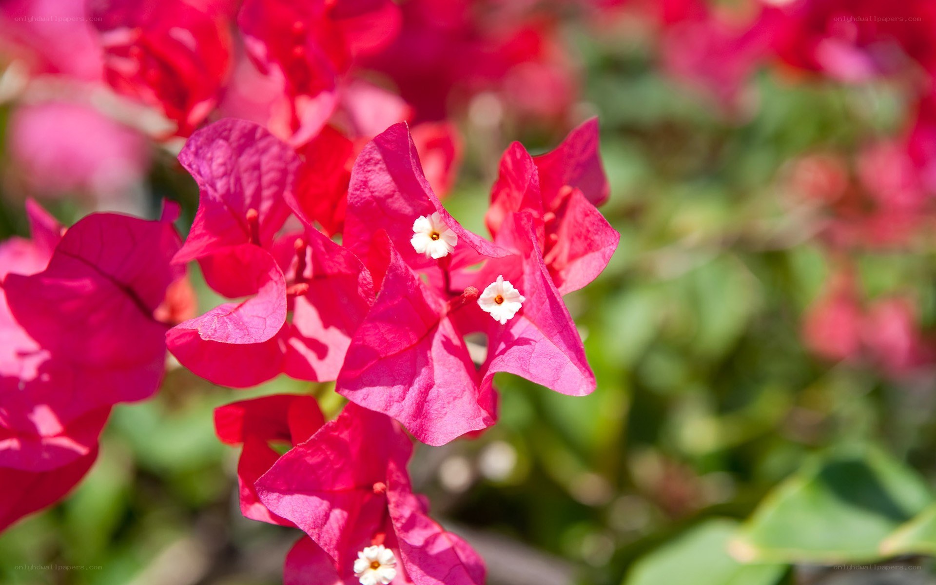 vibrant bougainvillea flowers