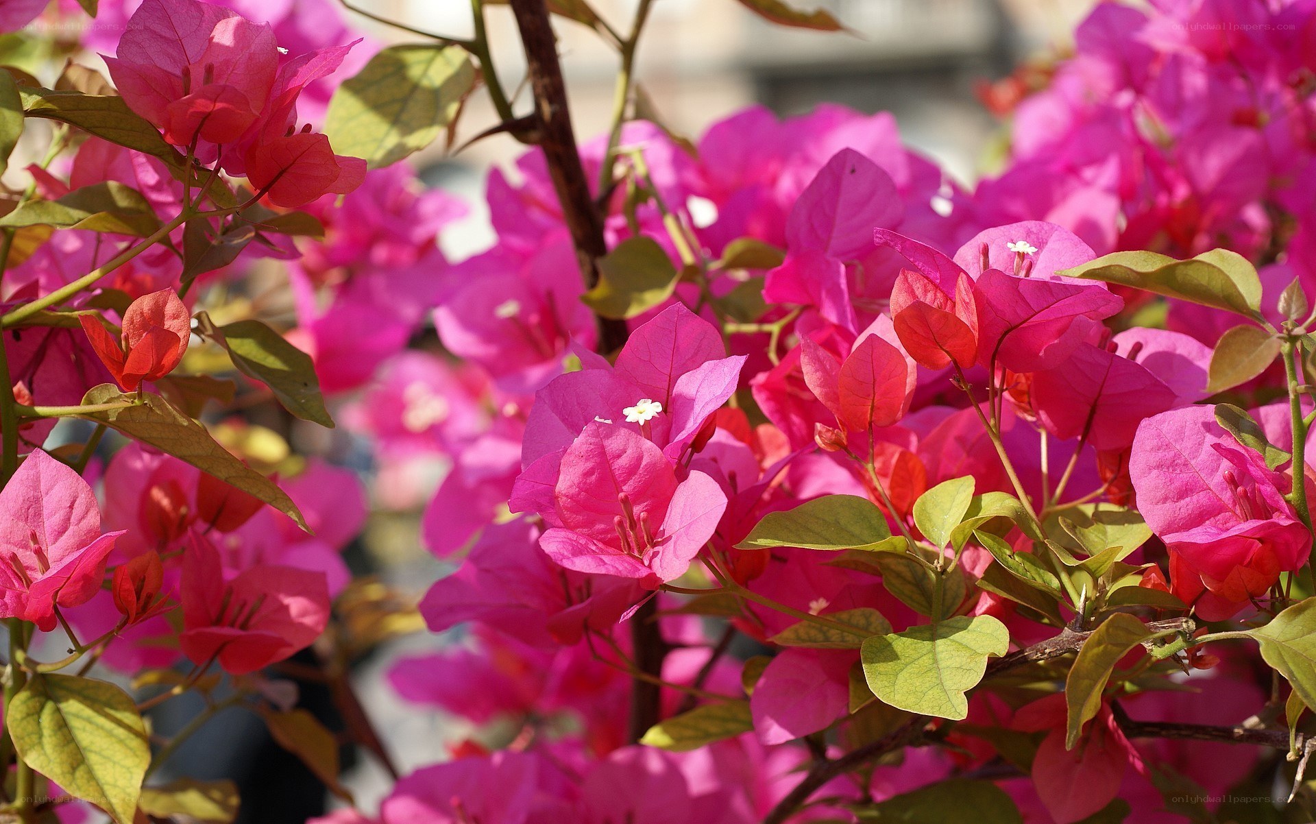 vibrant bougainvillea flowers