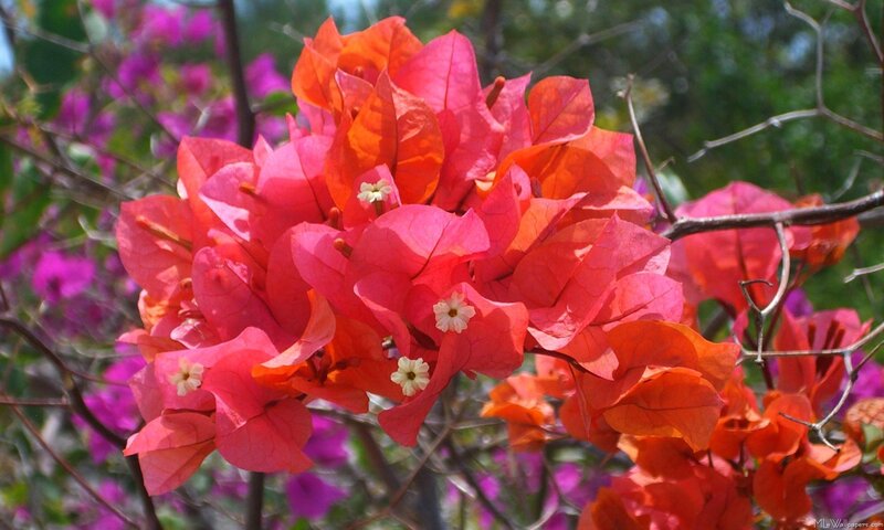 vibrant bougainvillea flowers