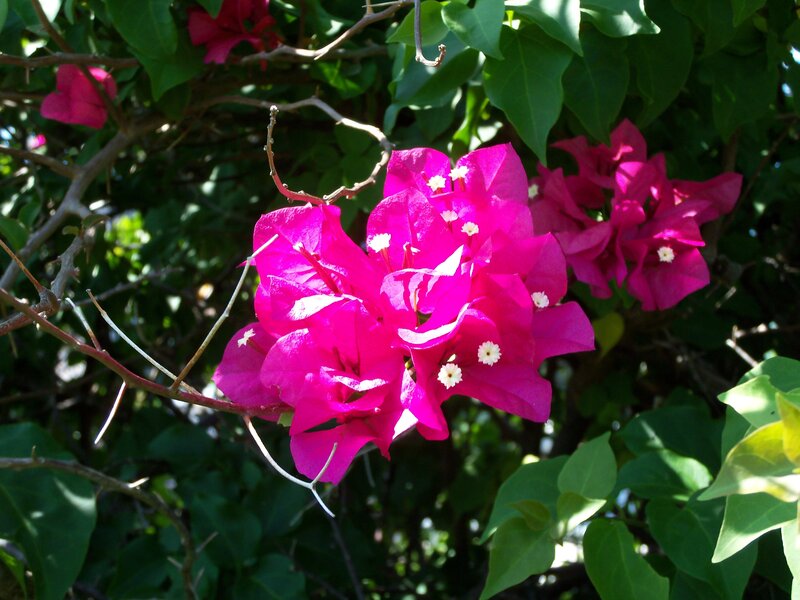Vibrant bougainvillea flowers