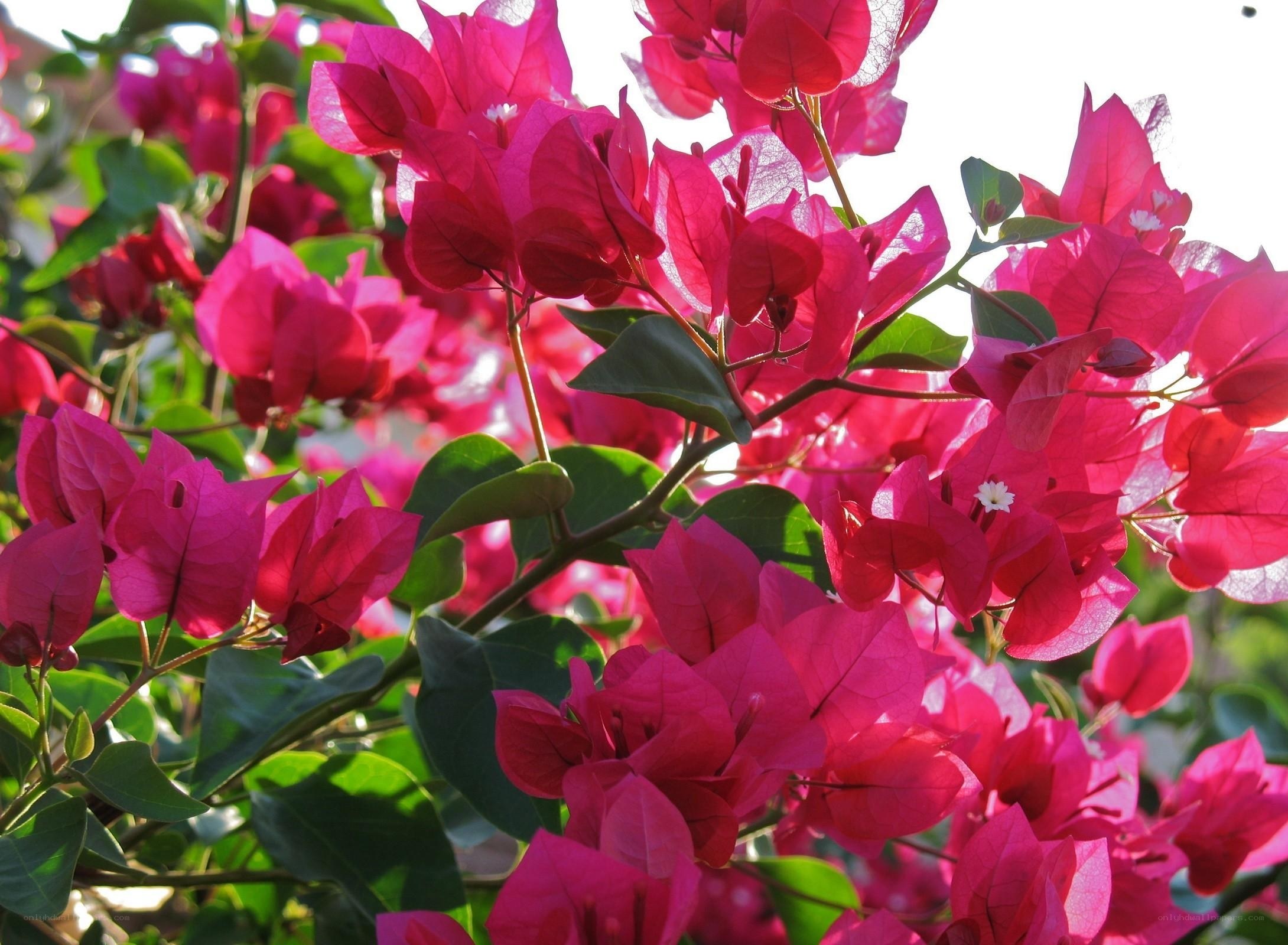 vibrant bougainvillea flowers