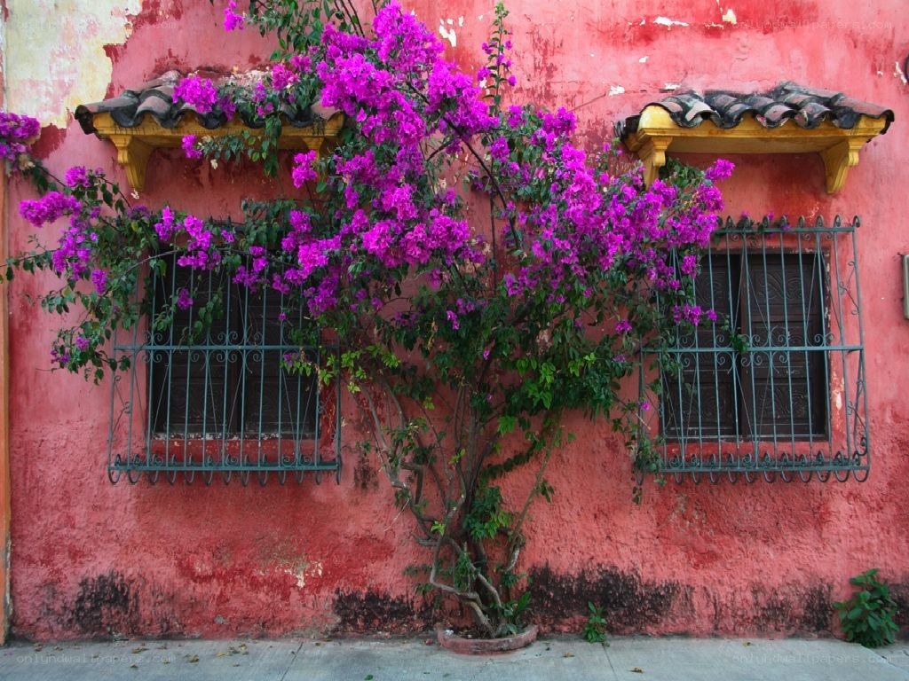 vibrant bougainvillea on red wall