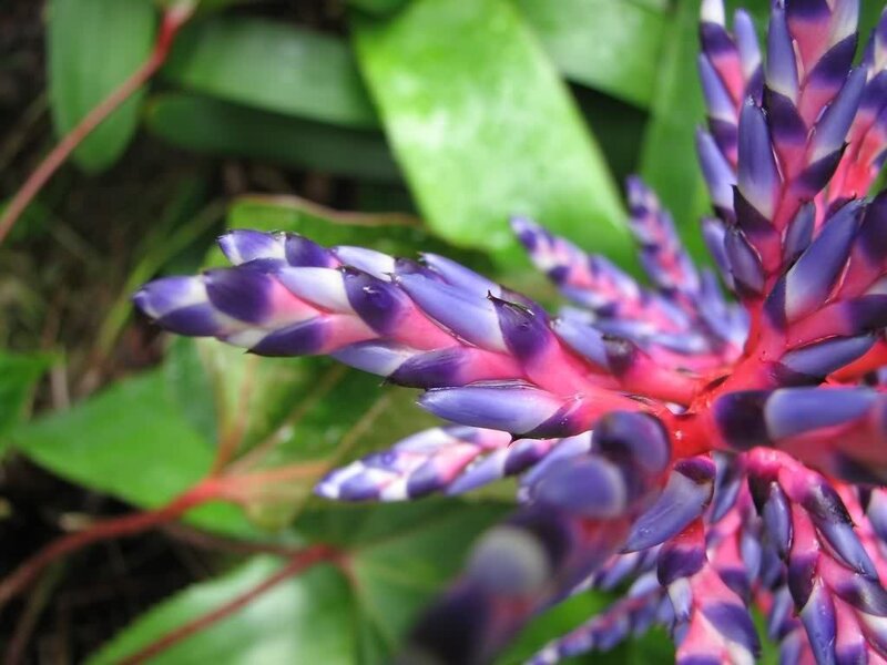 vibrant bromeliad flower