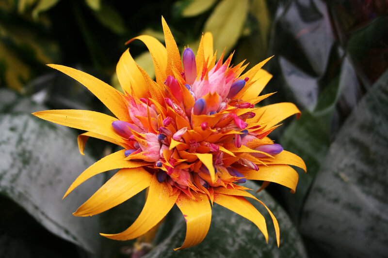 Vibrant Bromeliad Flower — Yellow