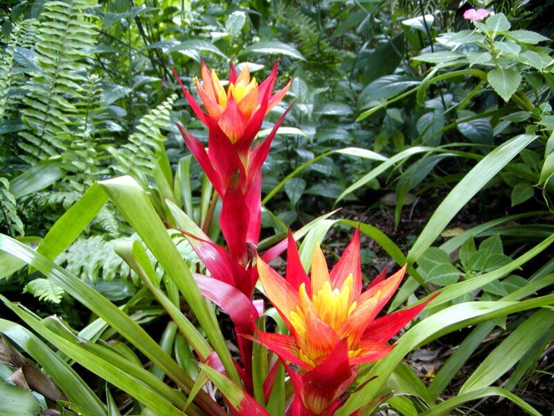 vibrant bromeliad flowers in garden