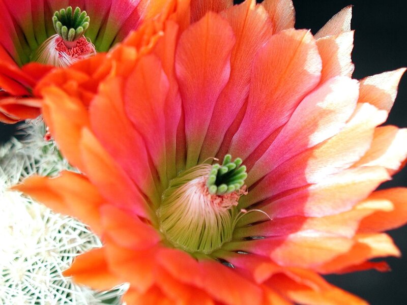vibrant cactus flower bloom