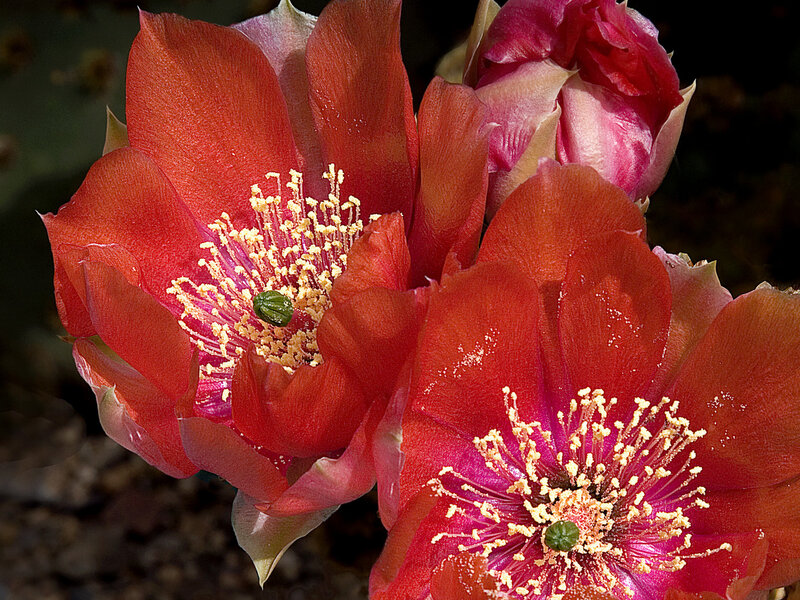 vibrant cactus flowers in bloom