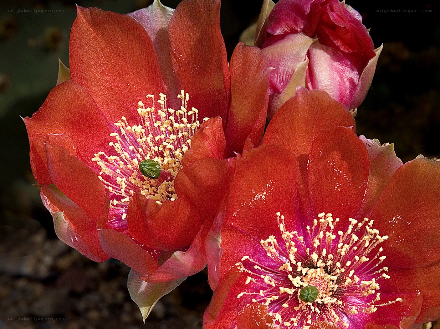 vibrant cactus flowers in bloom