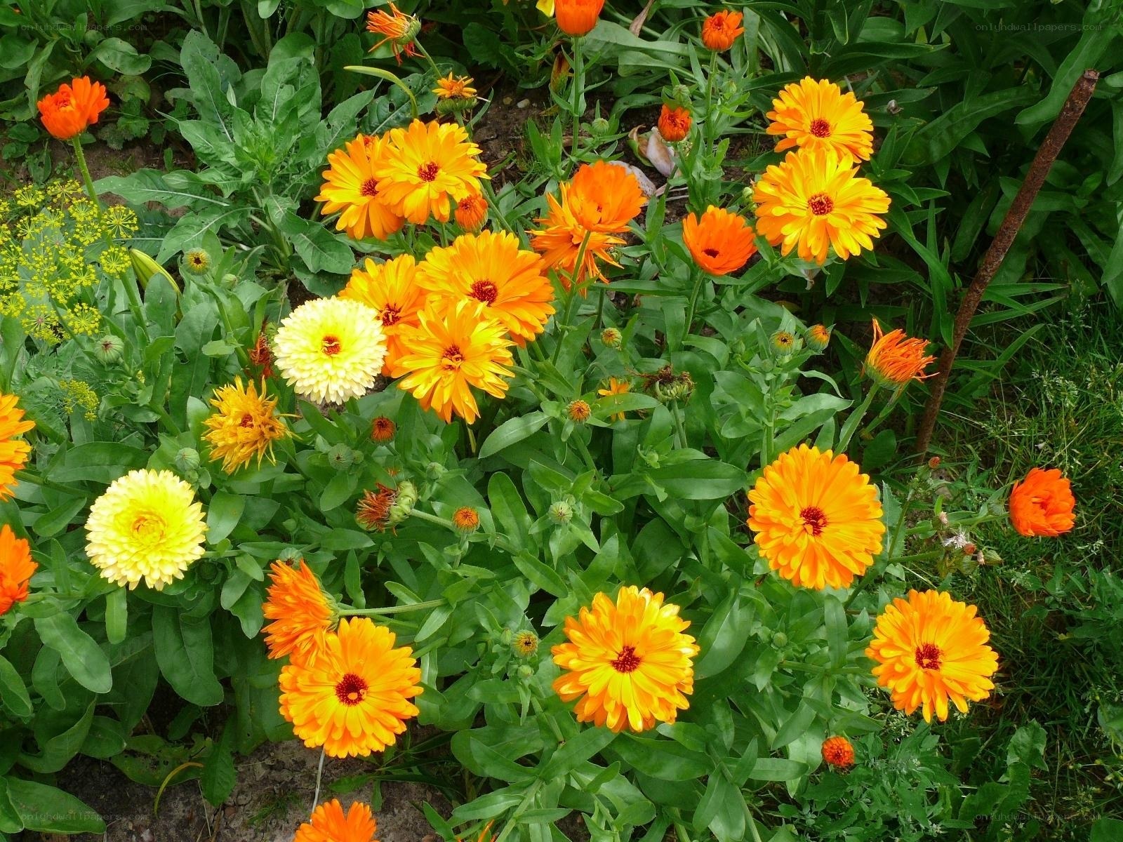 vibrant calendula flowers in garden