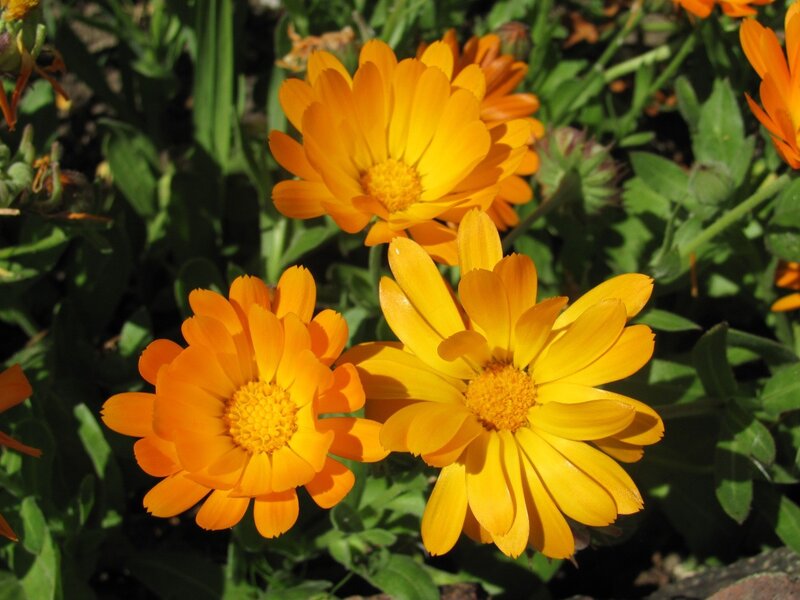 vibrant calendula flowers