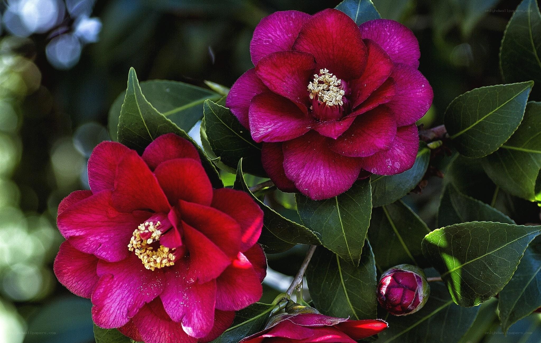 Vibrant camellia flowers