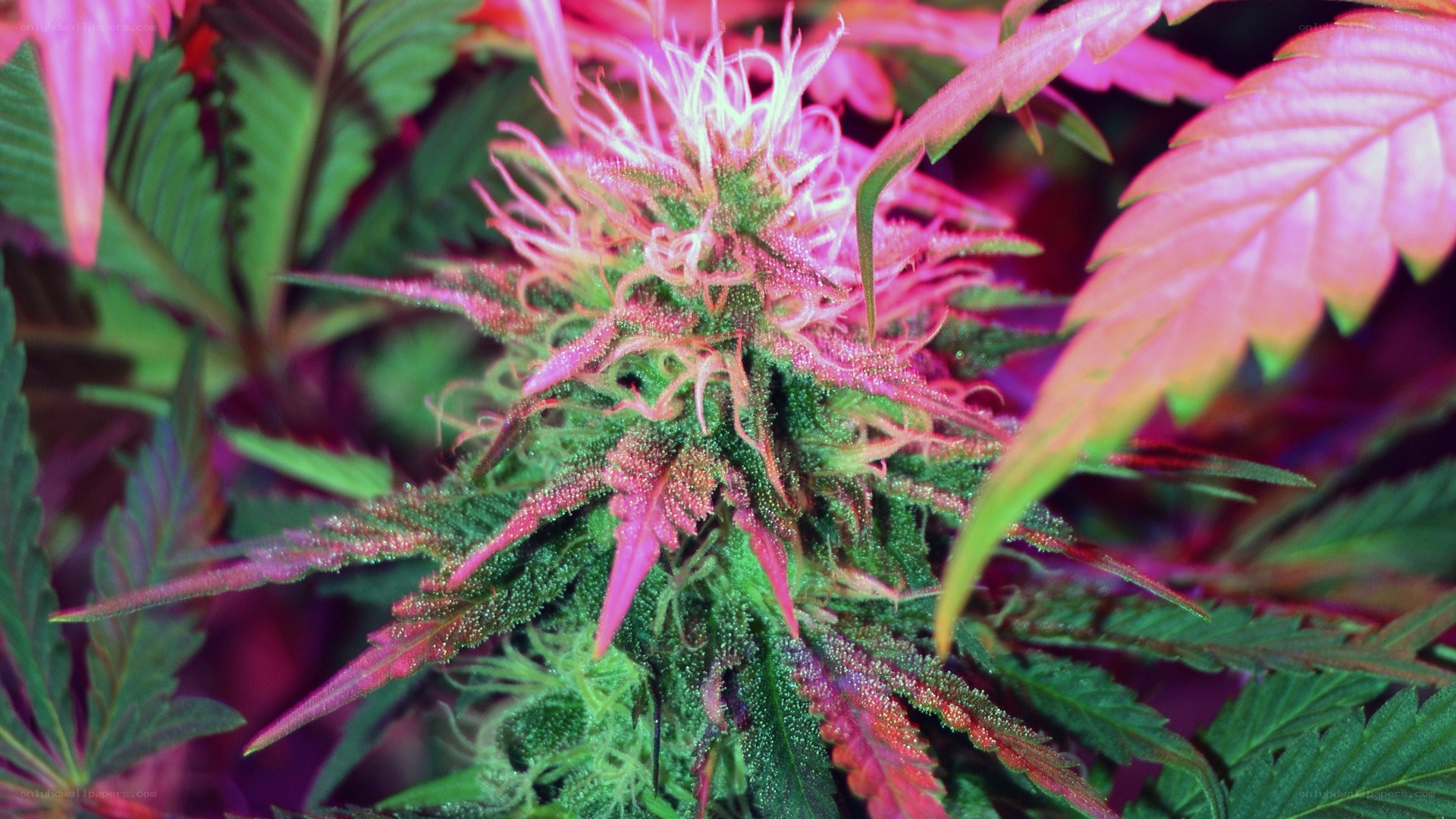vibrant cannabis flower close-up
