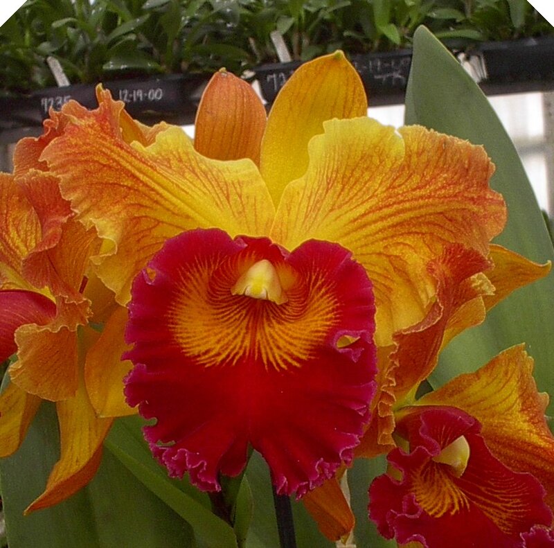 Vibrant Cattleya Orchid