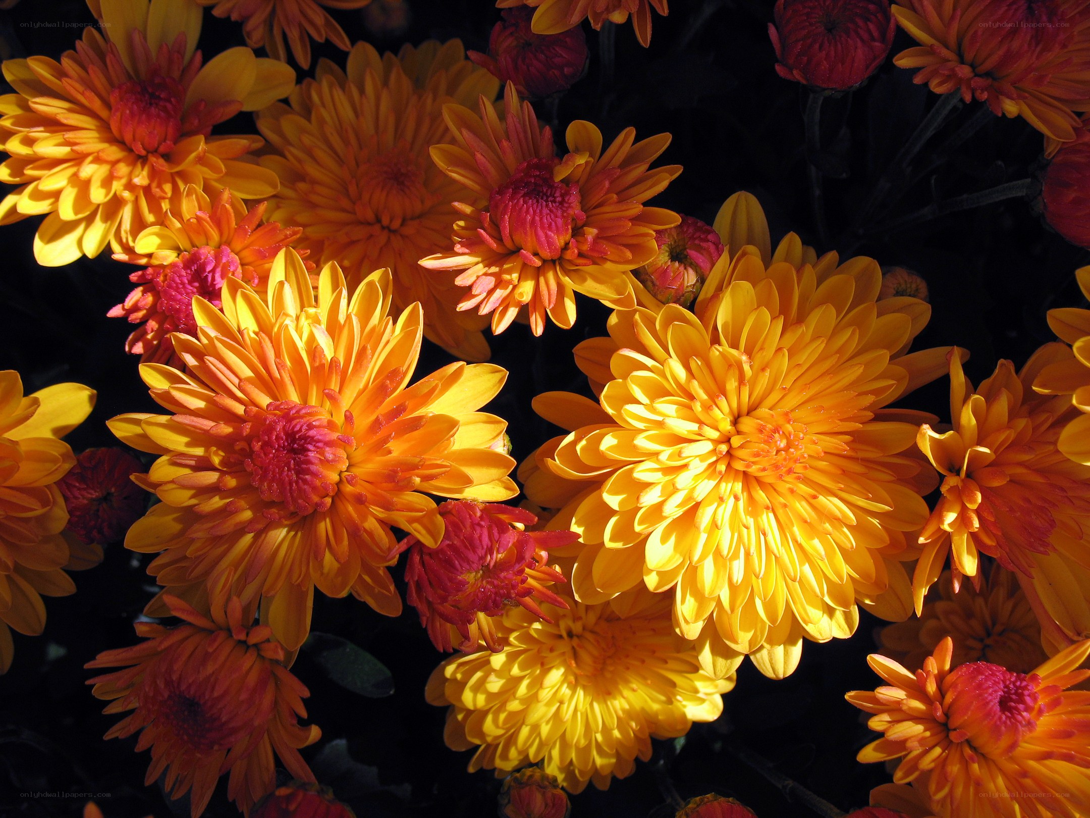 vibrant chrysanthemums in sunlight