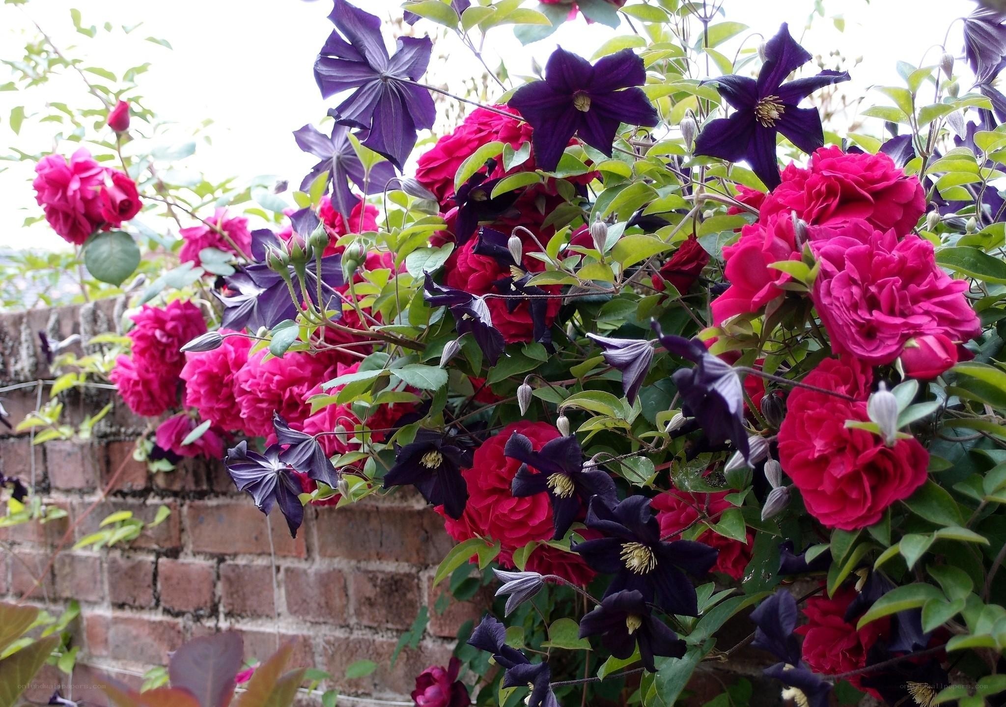 Vibrant clematis and roses