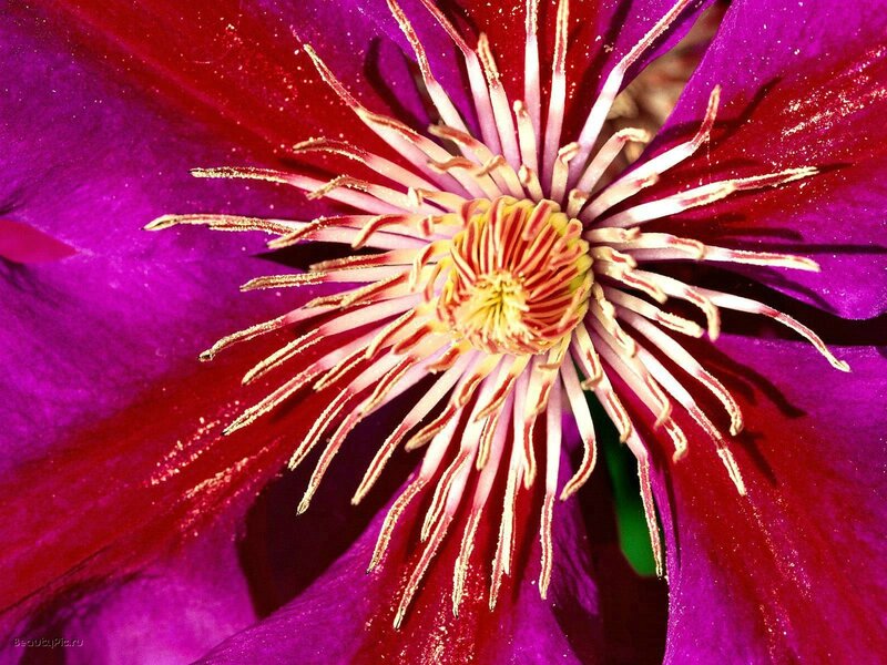 vibrant clematis flower center