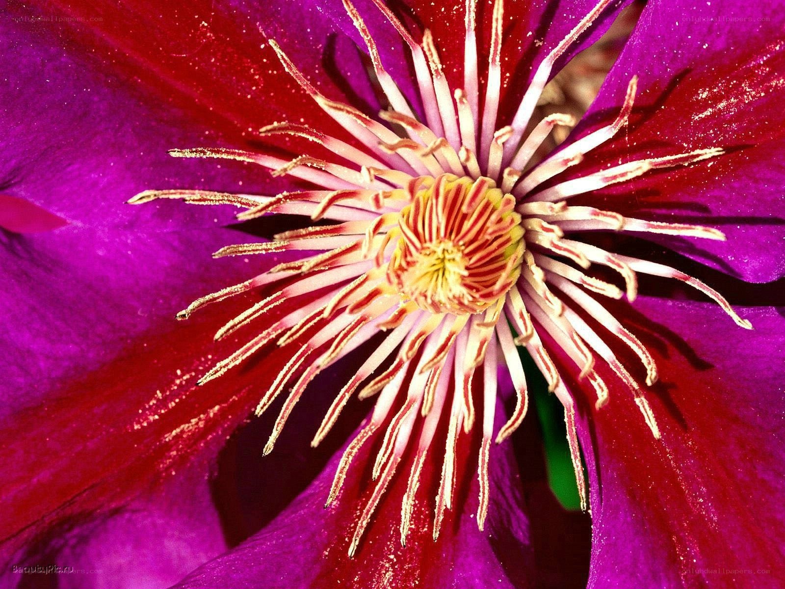vibrant clematis flower center